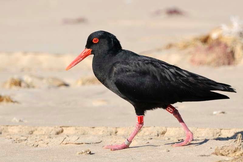 African Black Oystercatcher Research Paper